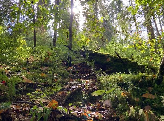 Danrock Апартаменты Яблоница